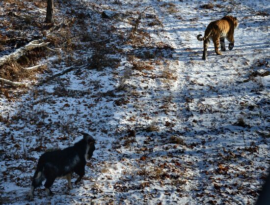 Friendship between goat Timur and tiger Amur