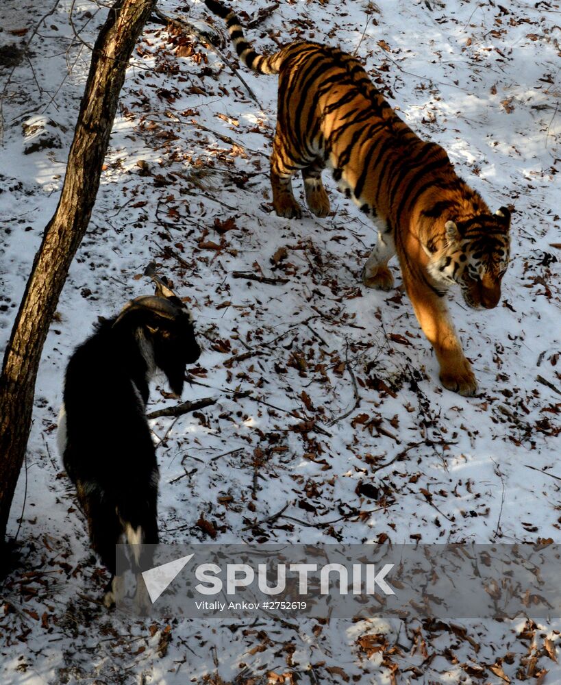 Friendship between goat Timur and tiger Amur