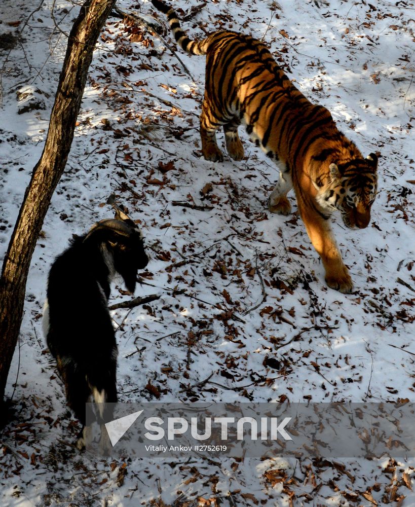 Friendship between goat Timur and tiger Amur