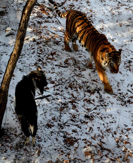 Friendship between goat Timur and tiger Amur