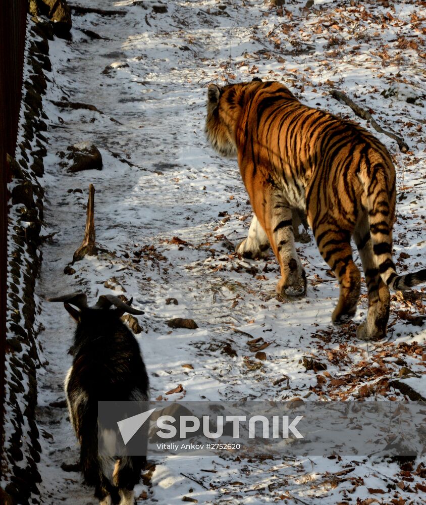 Friendship between goat Timur and tiger Amur