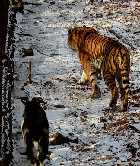 Friendship between goat Timur and tiger Amur
