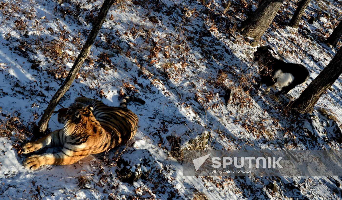 Friendship between goat Timur and tiger Amur