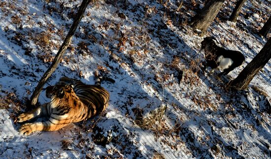 Friendship between goat Timur and tiger Amur
