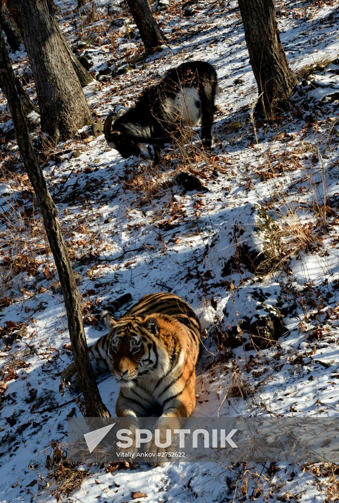 Friendship between goat Timur and tiger Amur