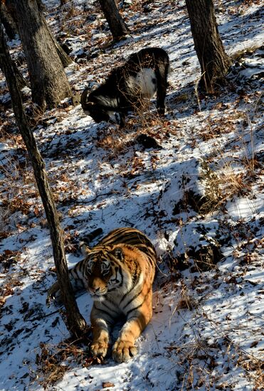 Friendship between goat Timur and tiger Amur