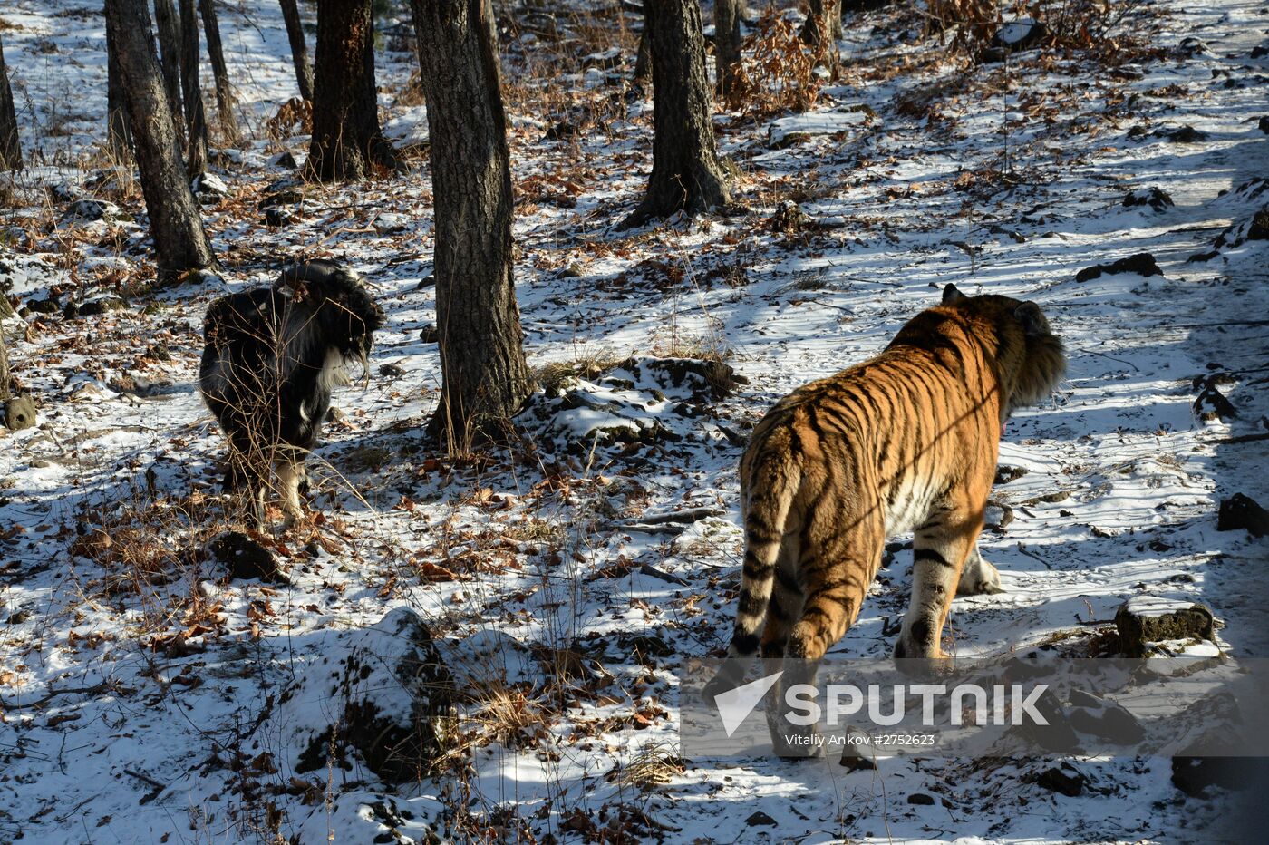 Friendship between goat Timur and tiger Amur