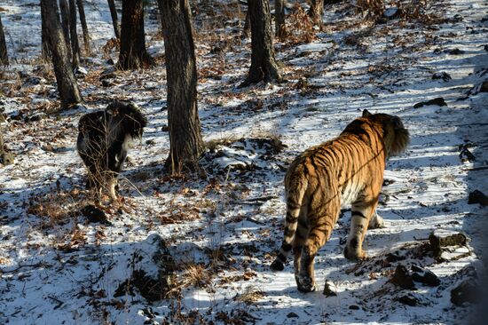 Friendship between goat Timur and tiger Amur