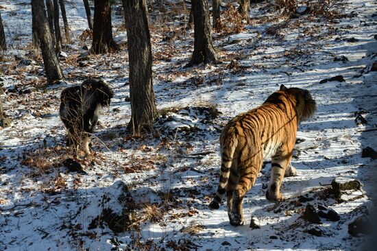 Friendship between goat Timur and tiger Amur