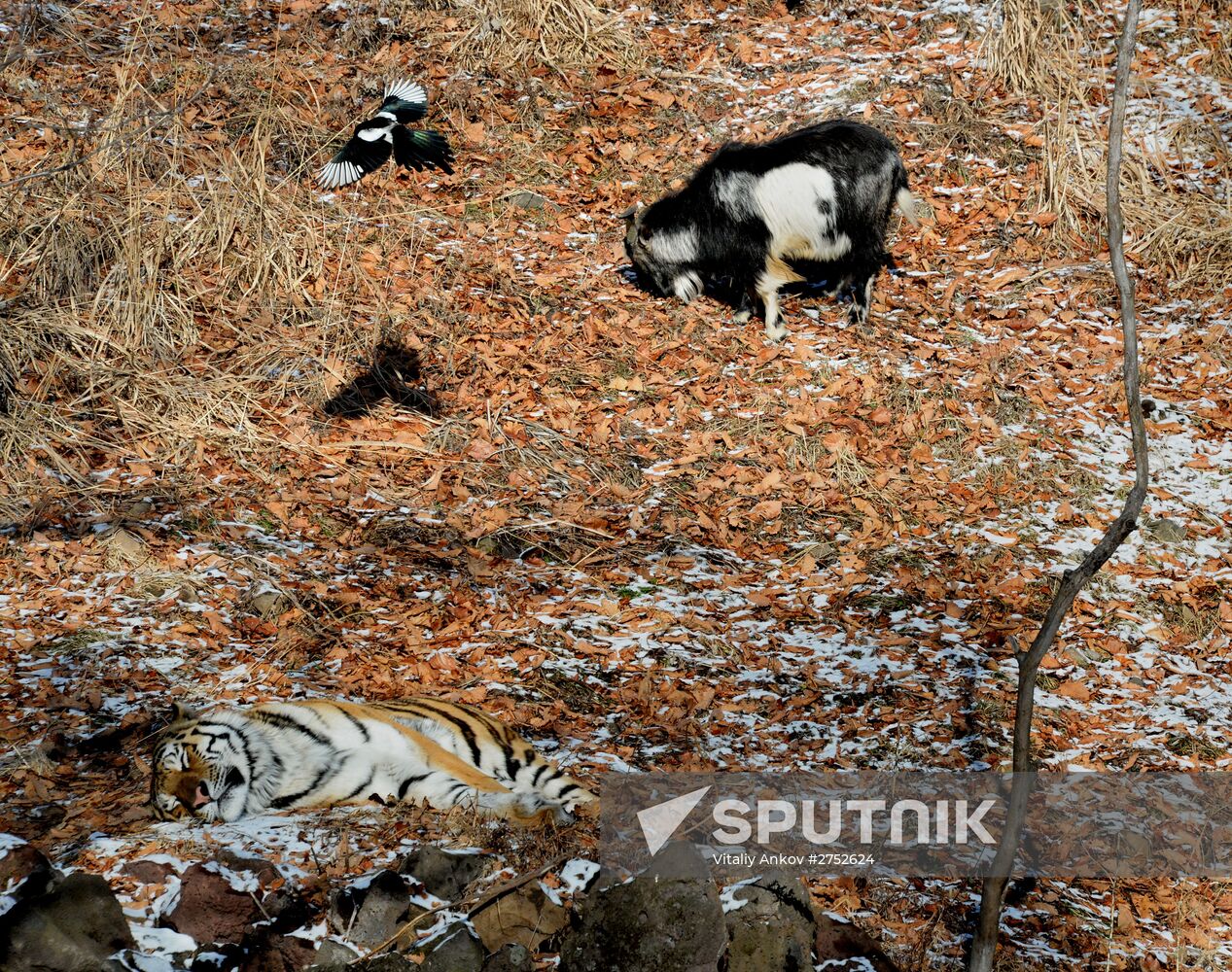 Friendship between goat Timur and tiger Amur