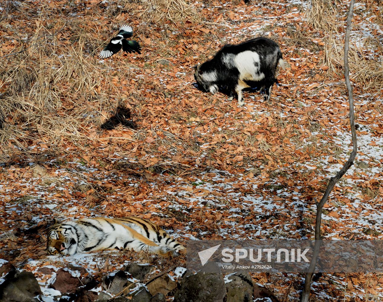 Friendship between goat Timur and tiger Amur