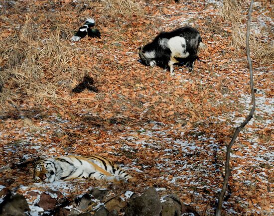 Friendship between goat Timur and tiger Amur
