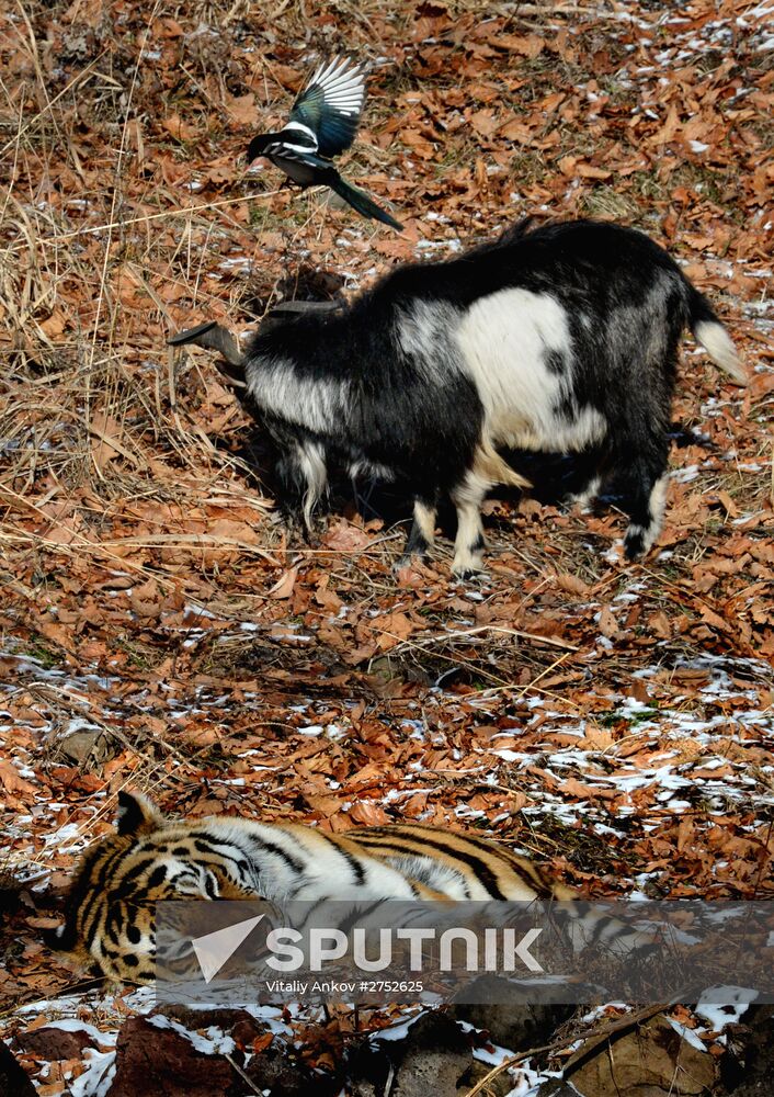 Friendship between goat Timur and tiger Amur