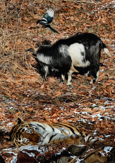 Friendship between goat Timur and tiger Amur