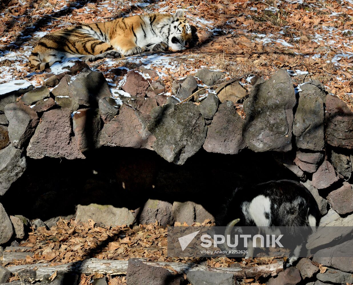 Friendship between goat Timur and tiger Amur