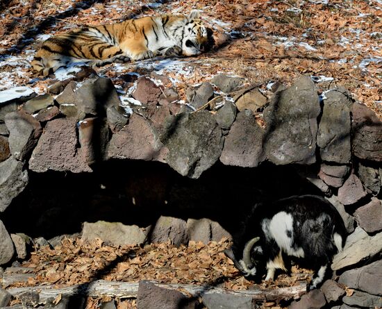Friendship between goat Timur and tiger Amur