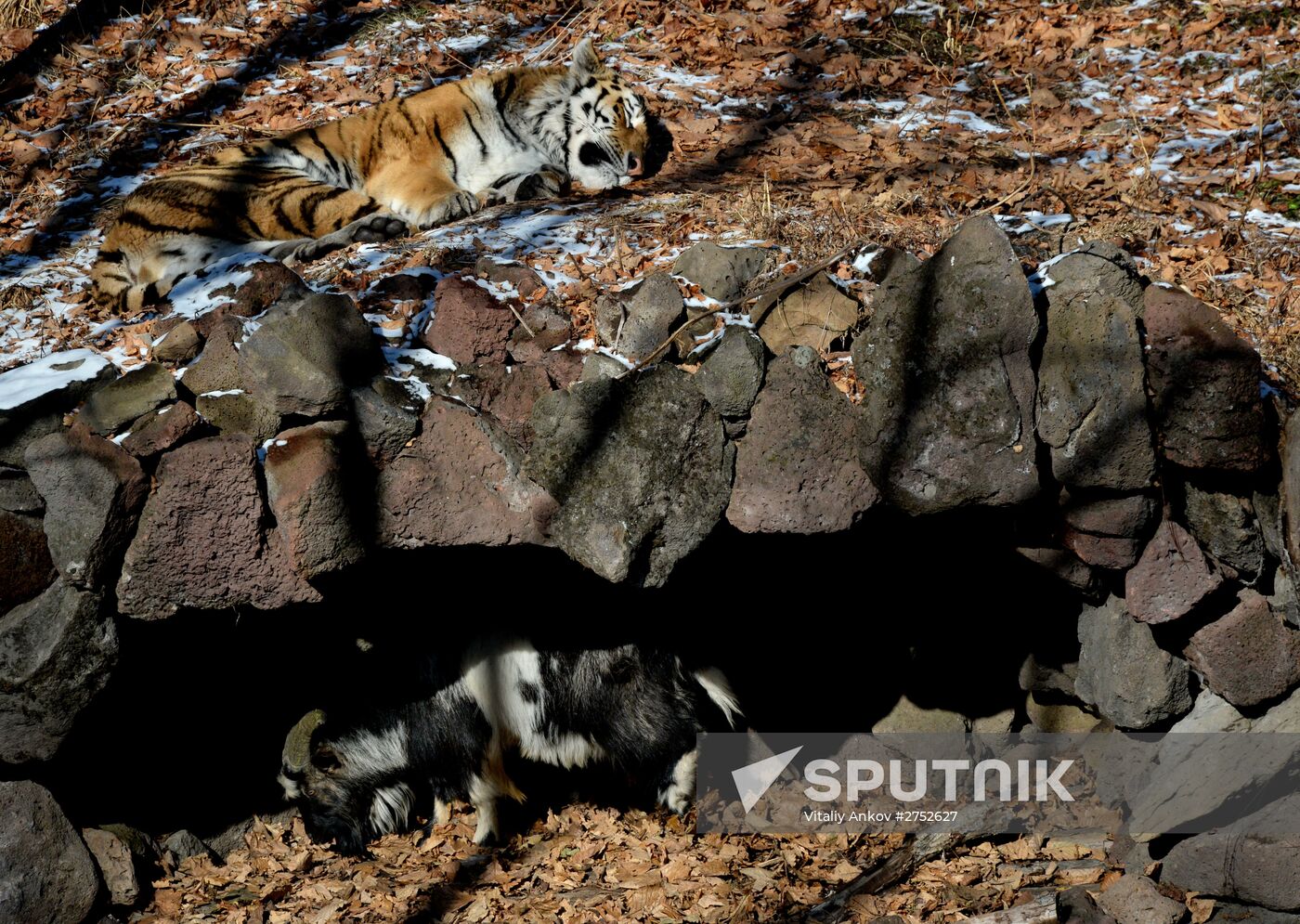 Friendship between goat Timur and tiger Amur