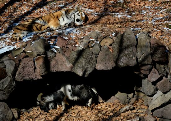 Friendship between goat Timur and tiger Amur