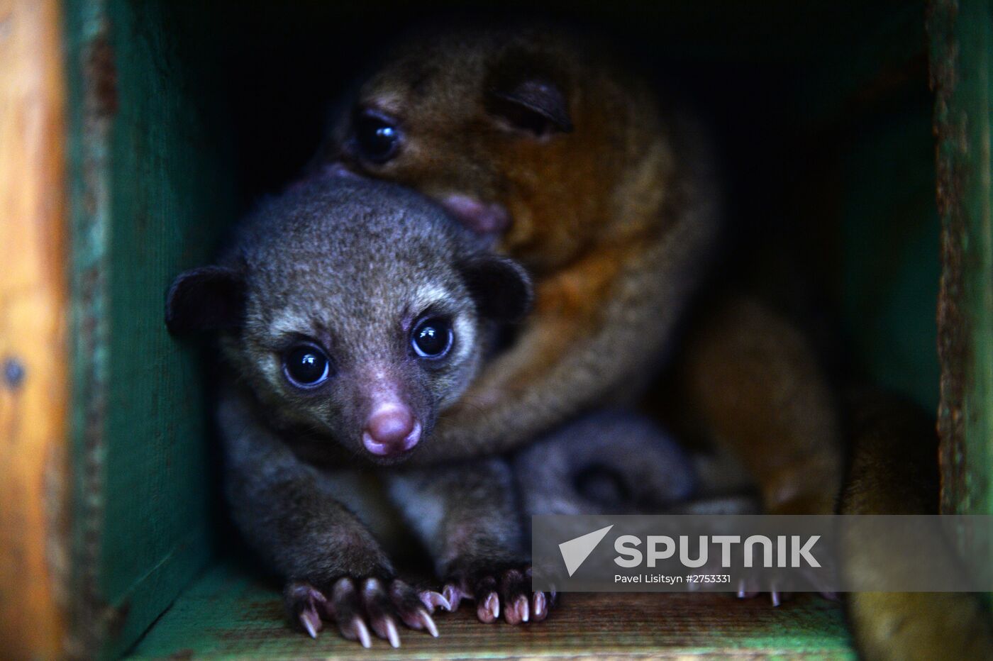 New inhabitants of Yekaterinburg Zoo