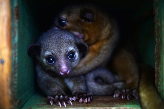 New inhabitants of Yekaterinburg Zoo