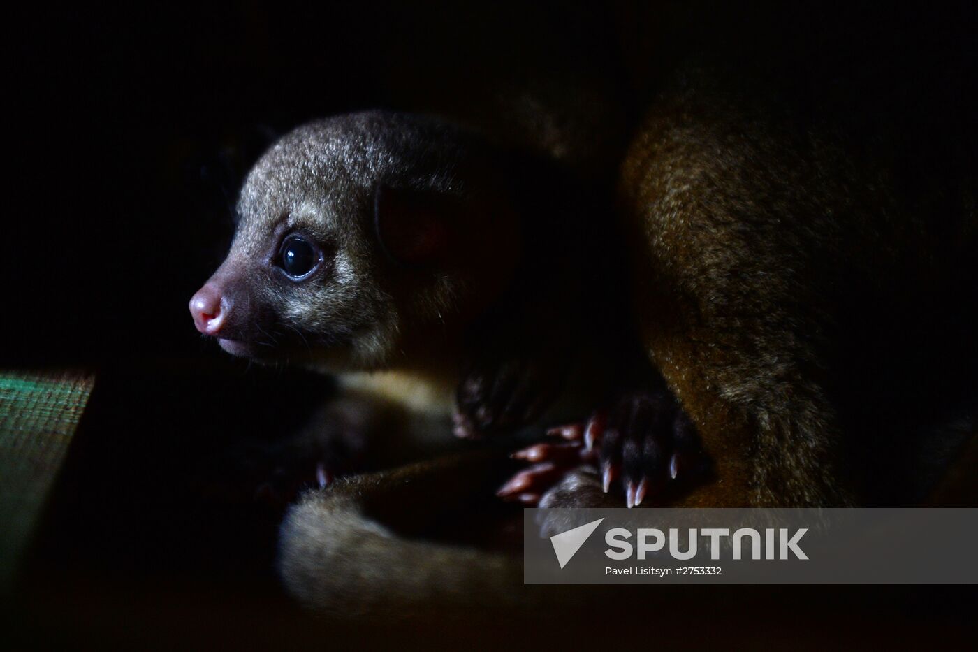 New inhabitants of Yekaterinburg Zoo