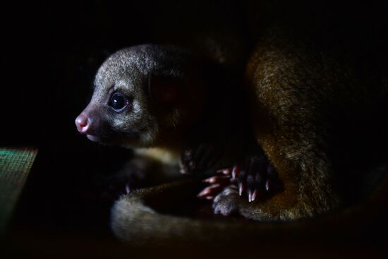 New inhabitants of Yekaterinburg Zoo