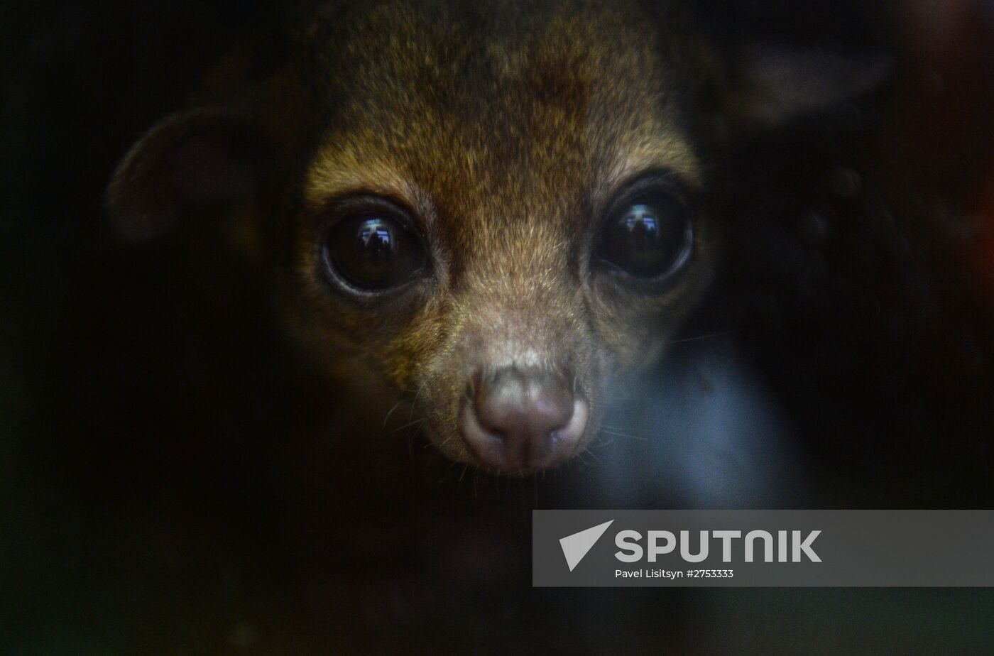 New inhabitants of Yekaterinburg Zoo