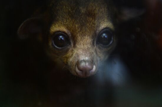 New inhabitants of Yekaterinburg Zoo