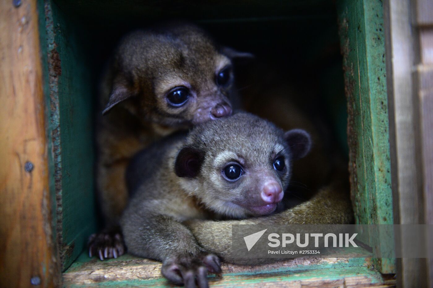 New inhabitants of Yekaterinburg Zoo