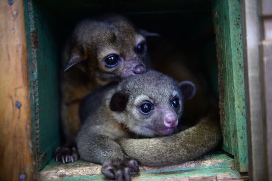 New inhabitants of Yekaterinburg Zoo