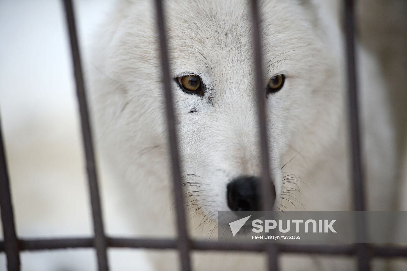 New inhabitants of Yekaterinburg Zoo