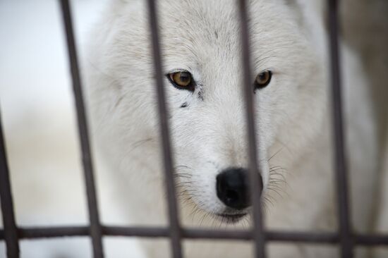 New inhabitants of Yekaterinburg Zoo