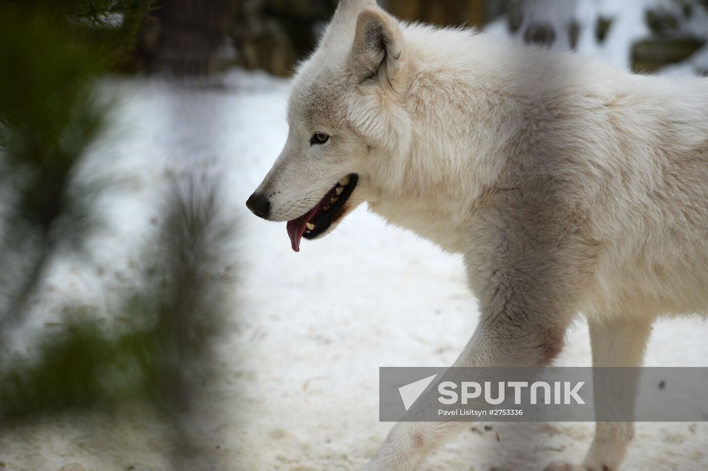New inhabitants of Yekaterinburg Zoo