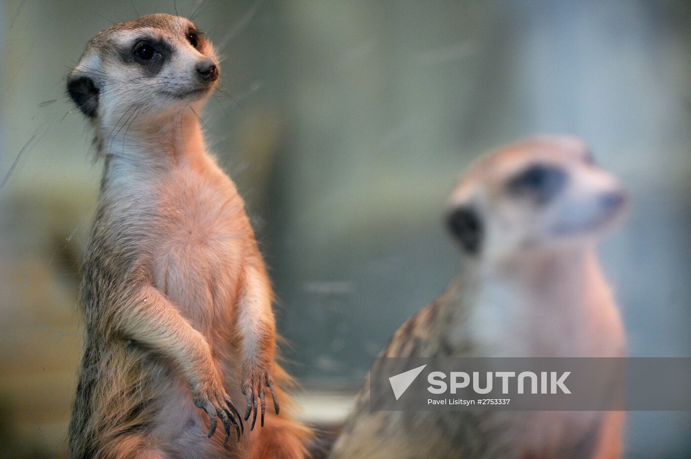 New inhabitants of Yekaterinburg Zoo