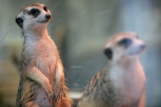 New inhabitants of Yekaterinburg Zoo