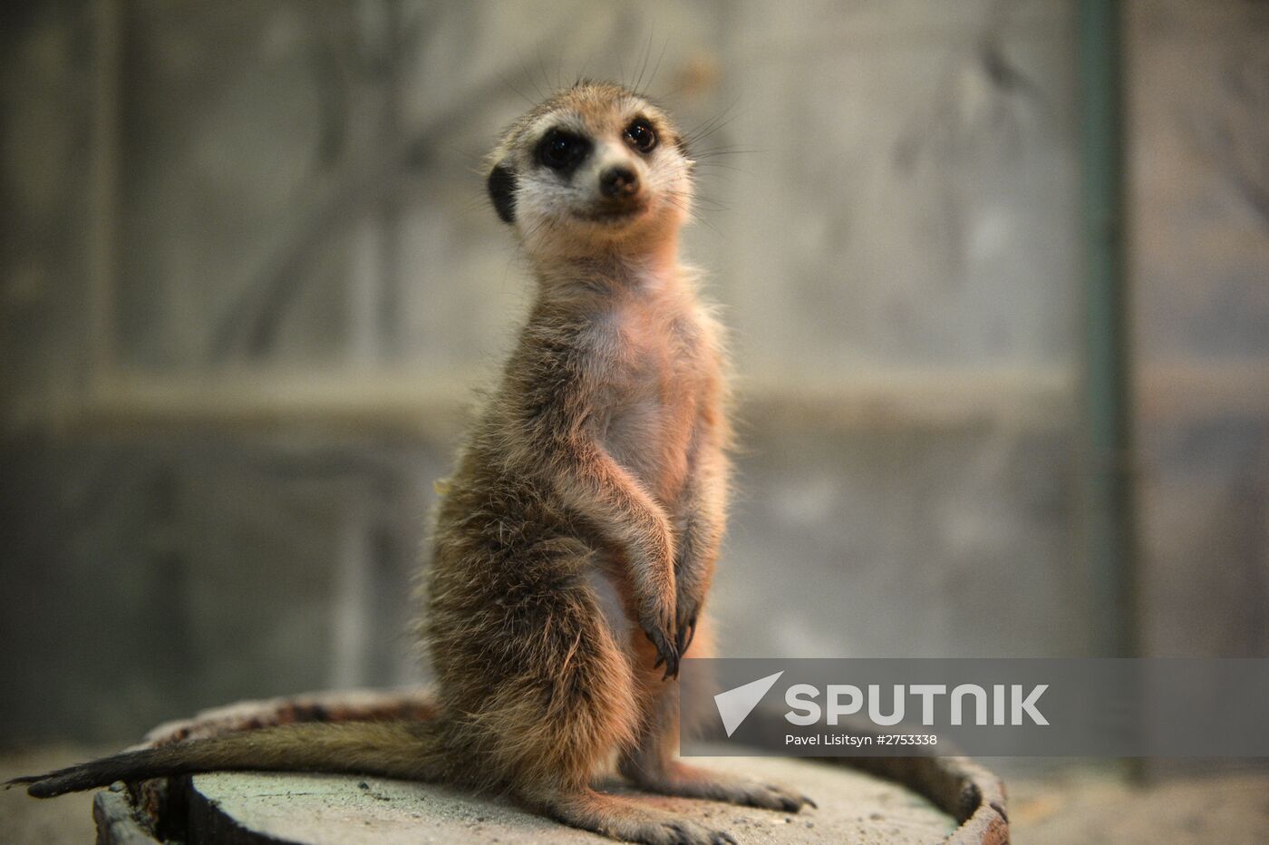 New inhabitants of Yekaterinburg Zoo