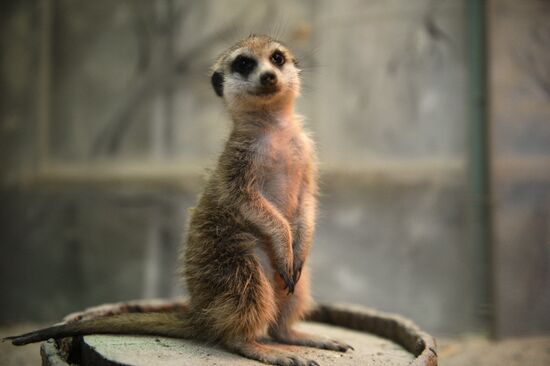 New inhabitants of Yekaterinburg Zoo
