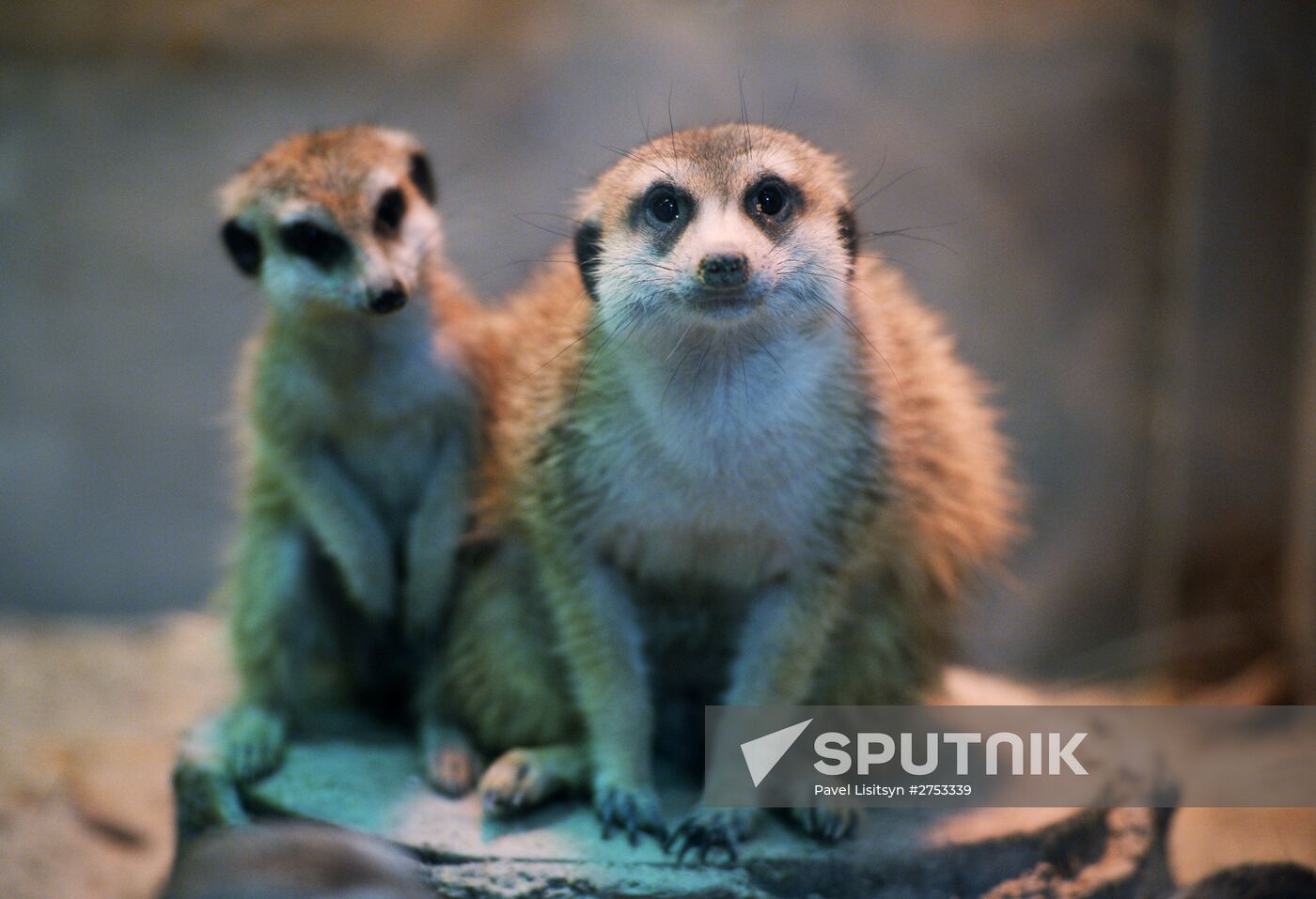New inhabitants of Yekaterinburg Zoo