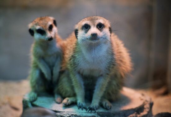 New inhabitants of Yekaterinburg Zoo