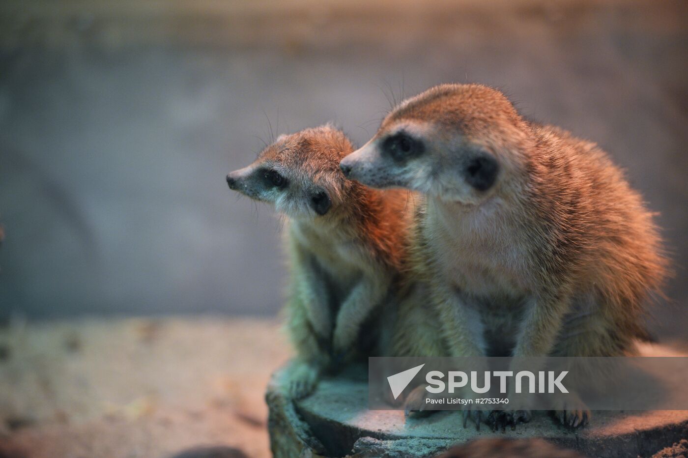 New inhabitants of Yekaterinburg Zoo