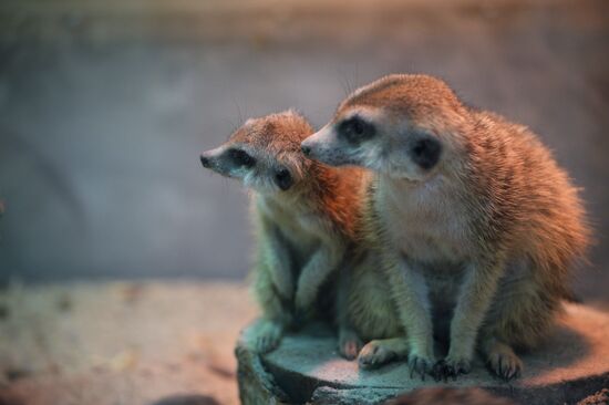 New inhabitants of Yekaterinburg Zoo