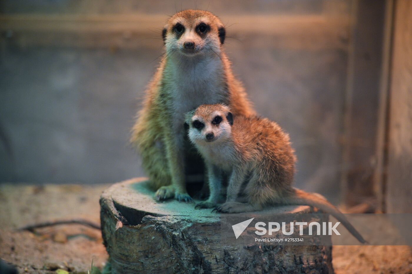 New inhabitants of Yekaterinburg Zoo