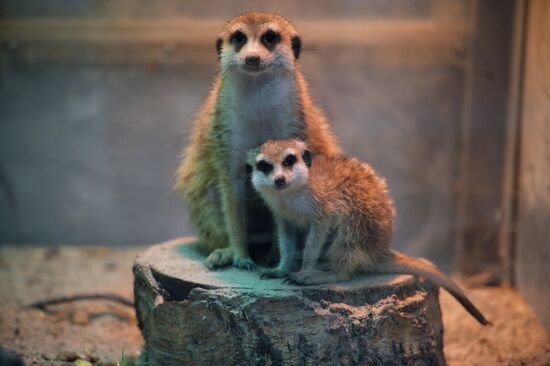 New inhabitants of Yekaterinburg Zoo