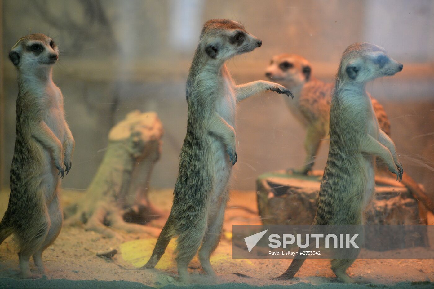 New inhabitants of Yekaterinburg Zoo