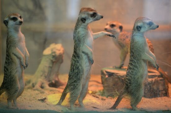 New inhabitants of Yekaterinburg Zoo