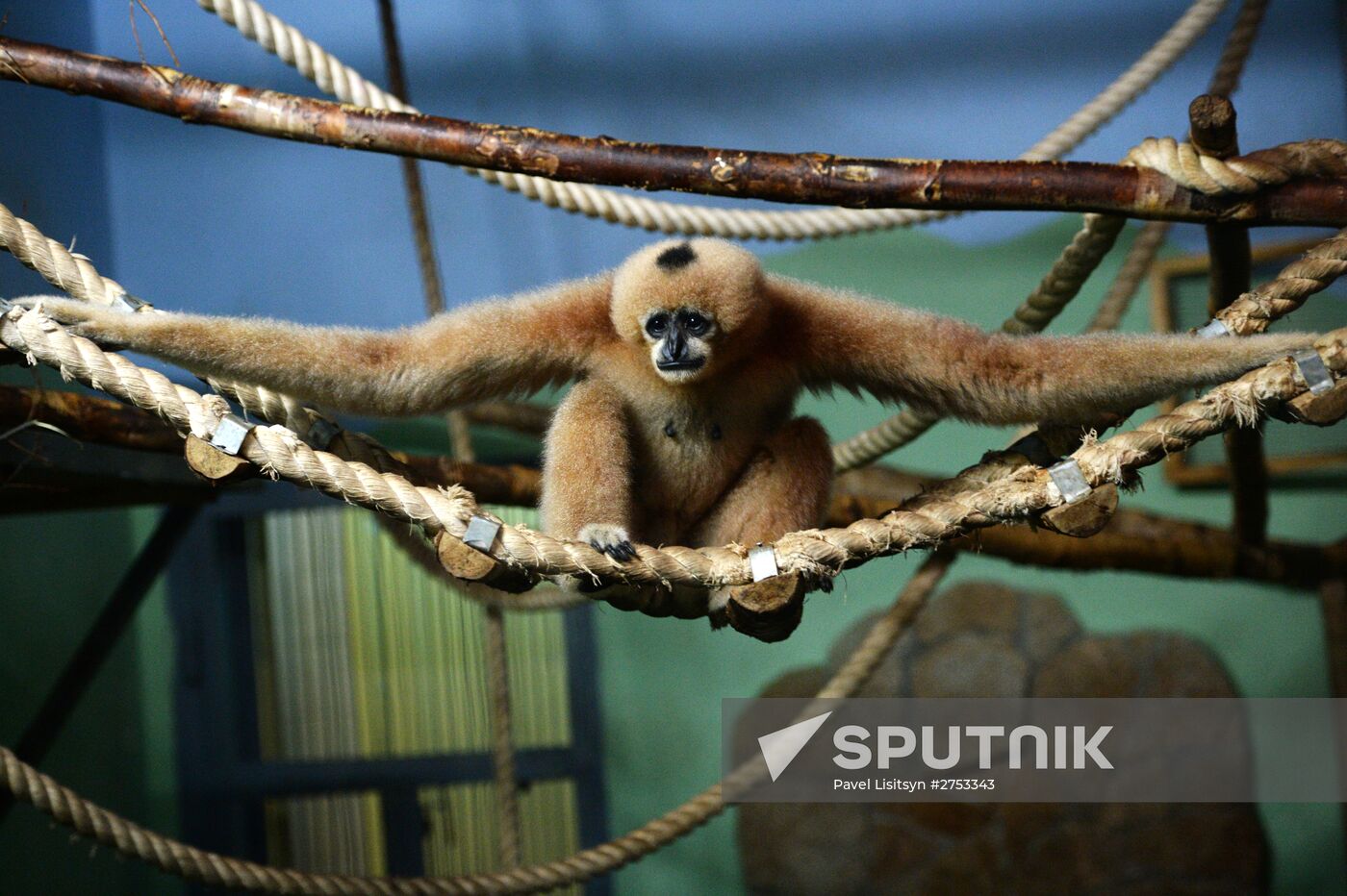 New inhabitants of Yekaterinburg Zoo