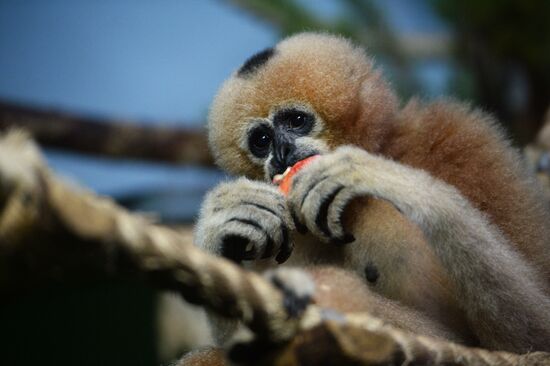 New inhabitants of Yekaterinburg Zoo