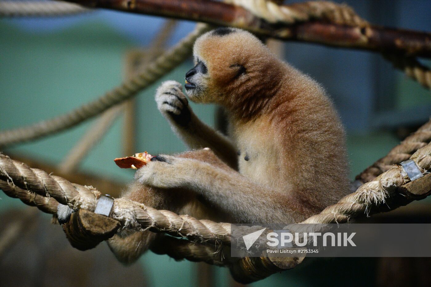 New inhabitants of Yekaterinburg Zoo