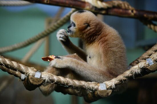 New inhabitants of Yekaterinburg Zoo