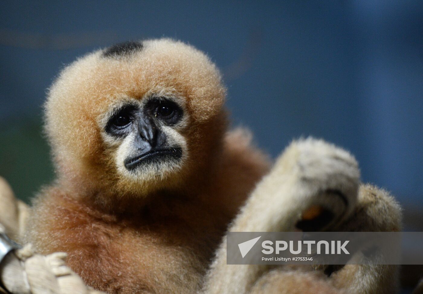 New inhabitants of Yekaterinburg Zoo